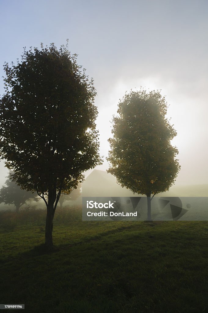 Lumière du soleil à travers les arbres streaking foggy Bottom. - Photo de Arbre libre de droits