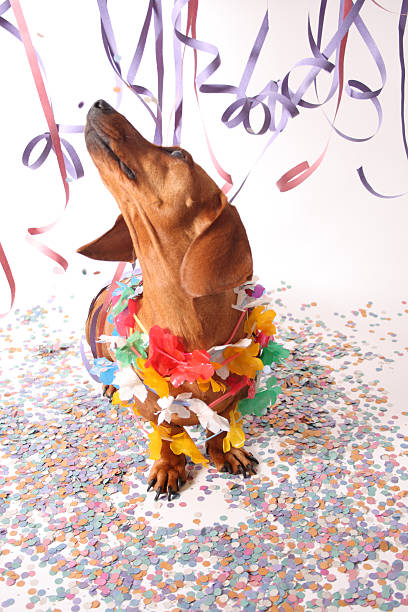 istock Carnival dog party 178989274