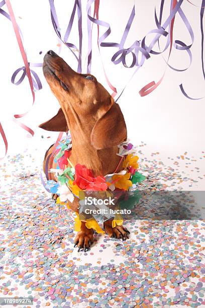 Foto de Cão De Festa De Carnaval e mais fotos de stock de Mardi Gras - Mardi Gras, Animal de estimação, Cão