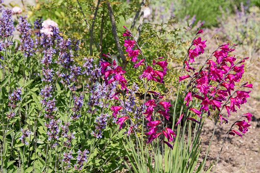 Sage and pink blooming Siegwurz gladiolus in the garden