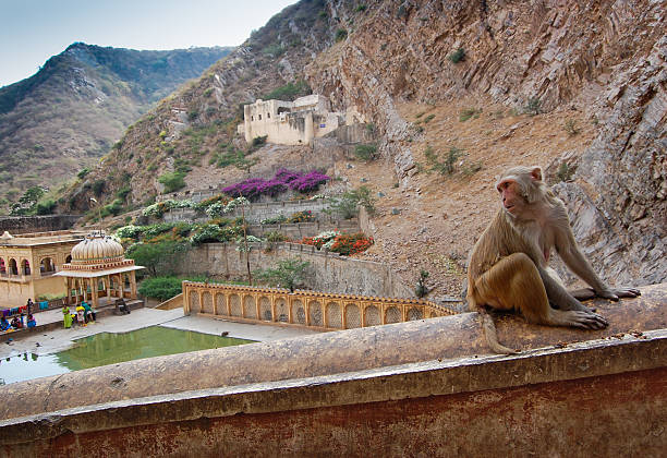 istock Monkey in Galtaji Temple, Jaipur. 178989339