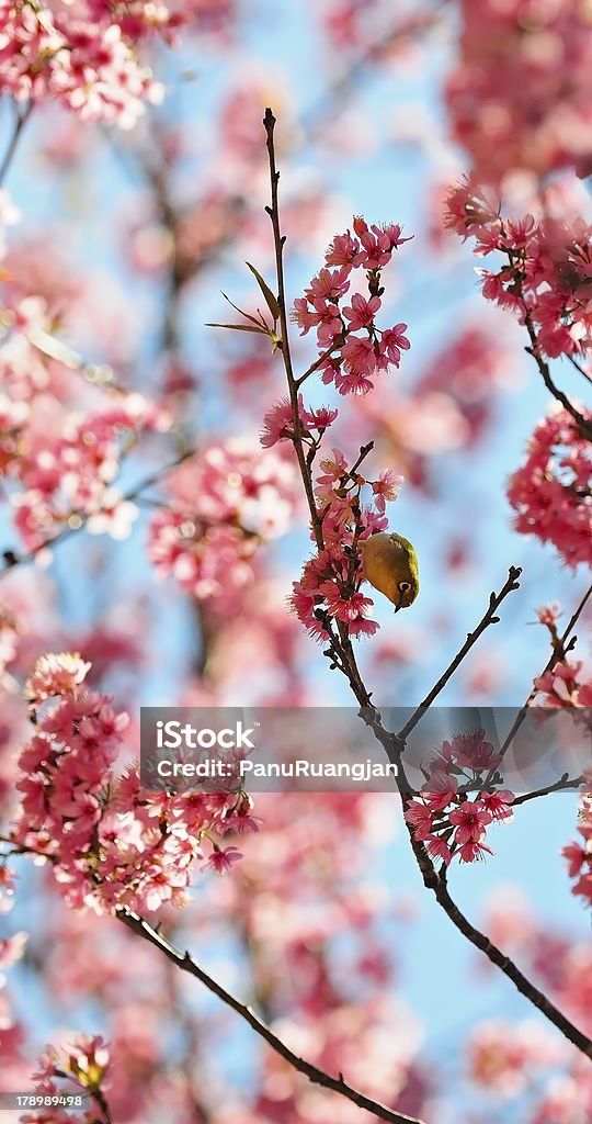 Giapponese bianco occhio - Foto stock royalty-free di Albero