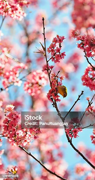 Giapponese Bianco Occhio - Fotografie stock e altre immagini di Albero - Albero, Amore, Bocciolo