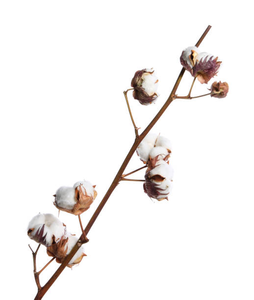 istock Dried cotton branch with fluffy flowers isolated on white 1789895402