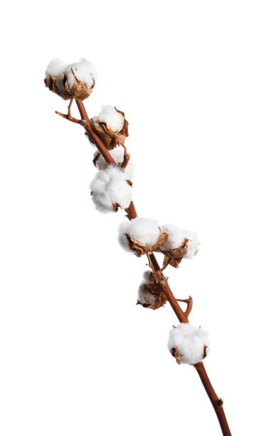 istock Dried cotton branch with fluffy flowers isolated on white 1789895403