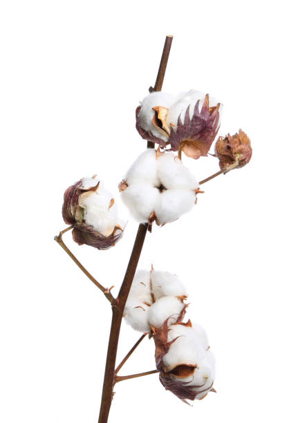 istock Dried cotton branch with fluffy flowers isolated on white 1789895410
