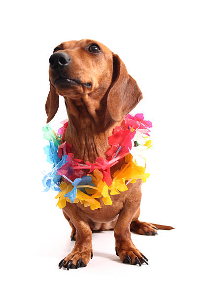 Aloha dachshund stock photo