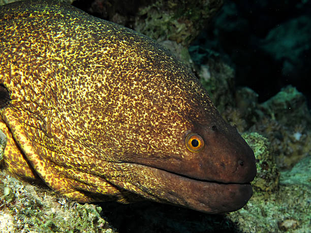 Yellowmargin moray. Giant moray (Gymnothorax javanicus). Taken at Ras Mohamed in Sharm el SheikhYellowmargin moray. (Gymnothorax flavimarginatus). Taken at ras Mohamed in Sharm el Sheikh, Red Sea. yellow margined moray eel stock pictures, royalty-free photos & images