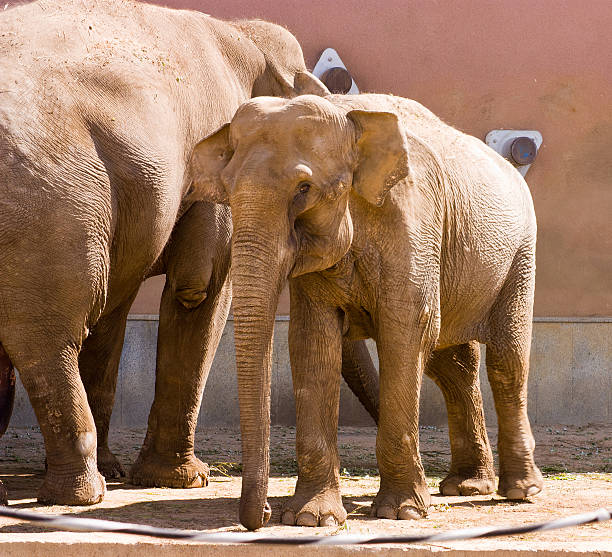 istock Asian elephants family 178989834