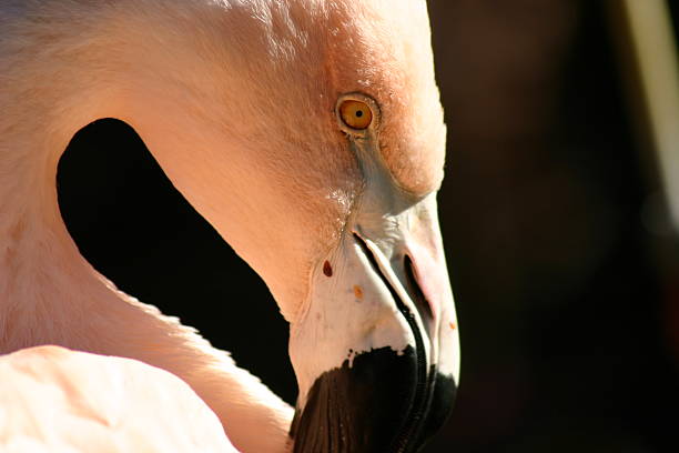 Flamingo stock photo