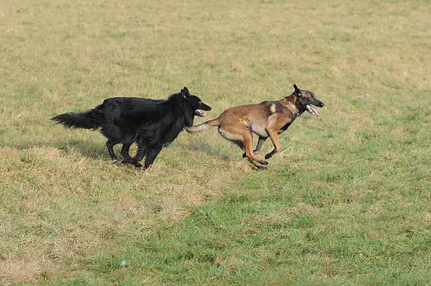 two belgian shepherd running