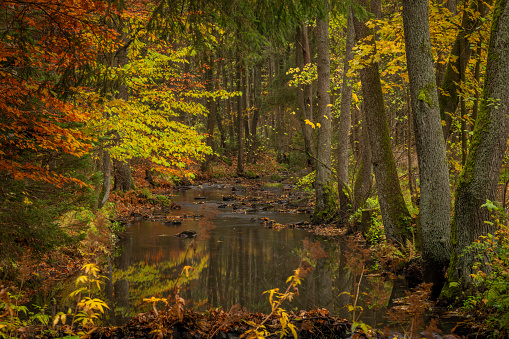 Doubrava river with color rock with moss in autumn rainy day near Bilek village