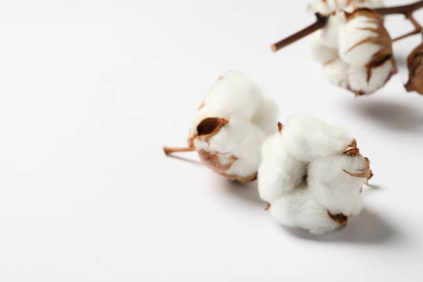 istock Beautiful cotton fluffy flowers on white background, closeup. Space for text 1789900029