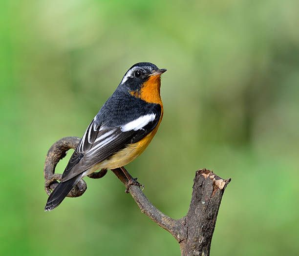 istock Cute handsome Mugimaki Flycatcher with very nice details on its 178990188
