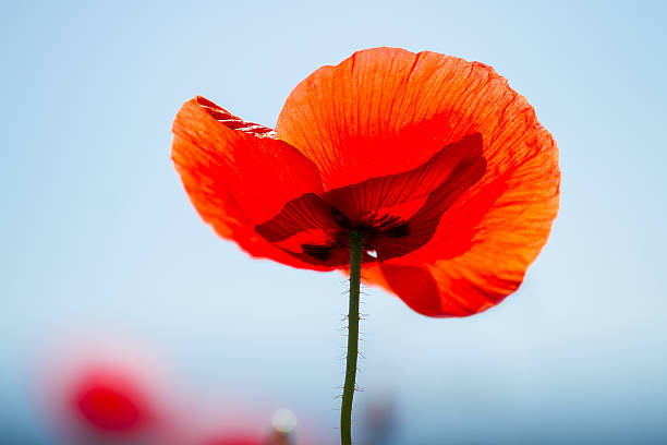 istock Field of red poppies 178990232