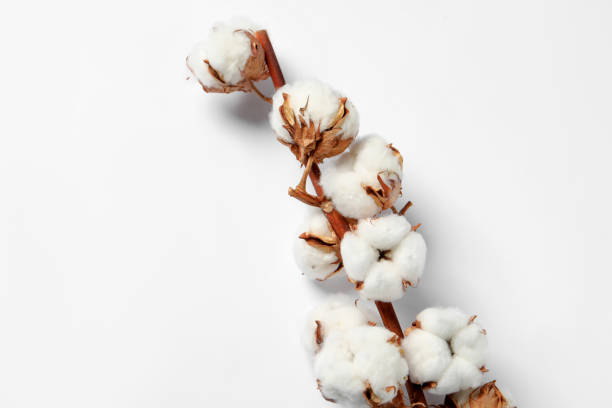 istock Dried cotton branch with fluffy flowers on white background, top view 1789902435