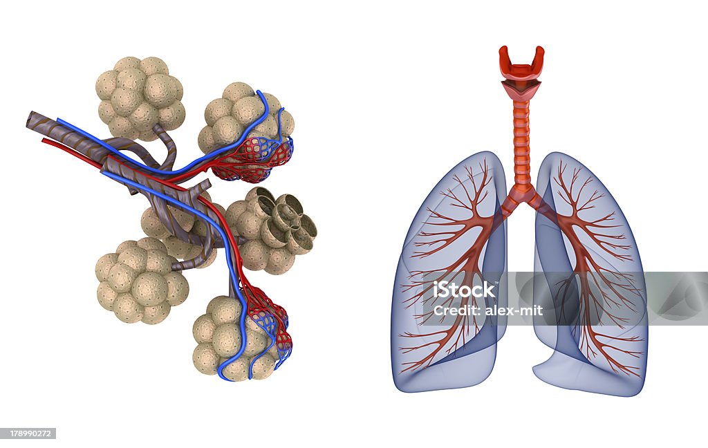 폐의 폐포에 - 로열티 프리 3차원 형태 스톡 사진