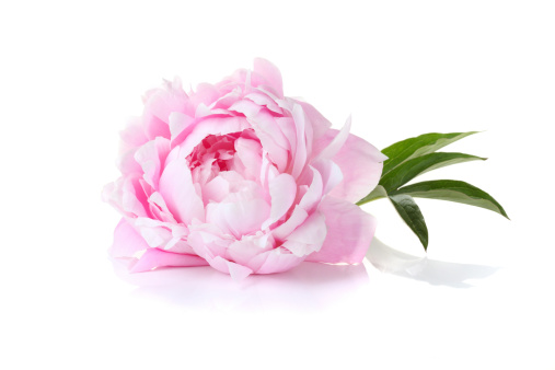 A single pink peony on a white background