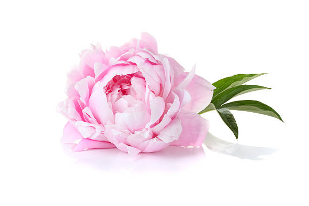 A single pink peony on a white background Beautiful pink peony on a white background peony stock pictures, royalty-free photos & images