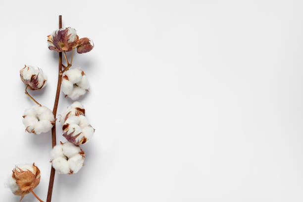 istock Dried cotton branch with fluffy flowers on white background, top view. Space for text 1789904519