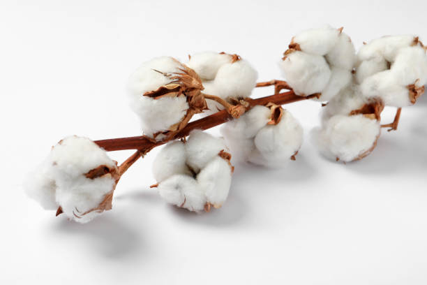 istock Dried cotton branch with fluffy flowers on white background, closeup 1789904520