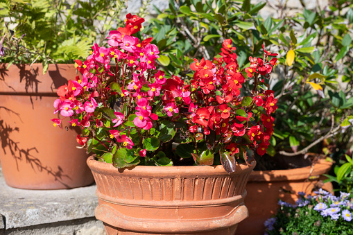 Close up of begonia flowers in a flower pot