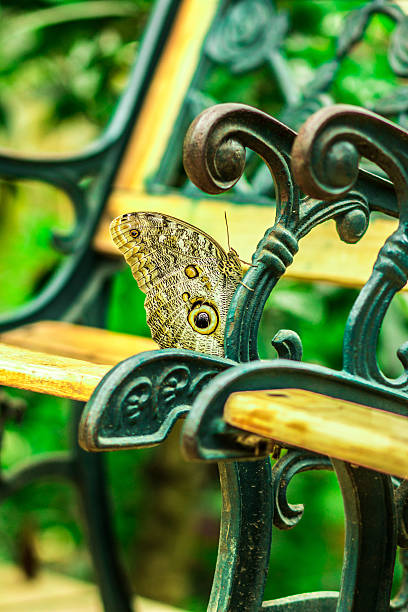 butterfly stock photo