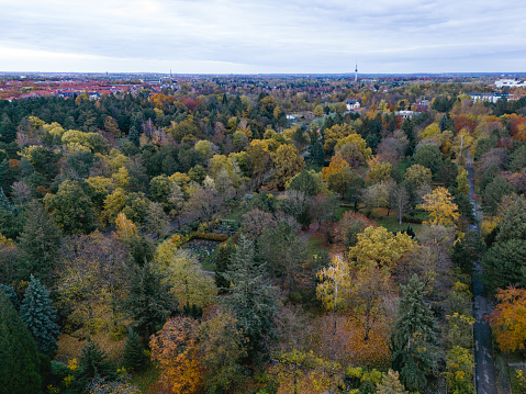 Landscape photography from drone. An aerial photo of woodland in autumn shows a large group of deciduous trees in various states of shedding. Colors range from green to deep red, with some trees almost bare.