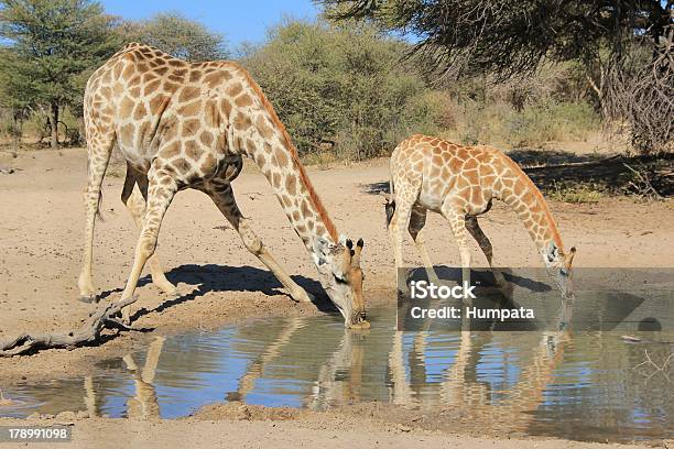 Girafaanimal Moms E Bebés De África - Fotografias de stock e mais imagens de Animal - Animal, Animal de Safari, Animal selvagem