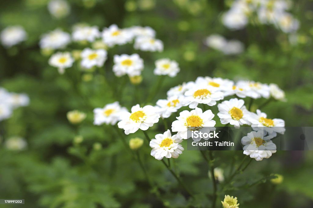 Blühenden Pyrethrum - Lizenzfrei Aster Stock-Foto