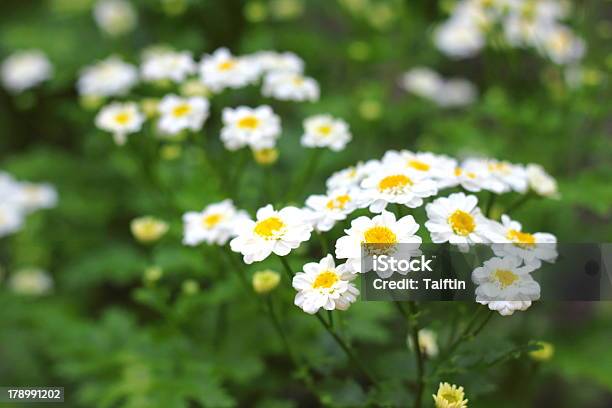 Blühenden Pyrethrum Stockfoto und mehr Bilder von Aster - Aster, Baumblüte, Blatt - Pflanzenbestandteile