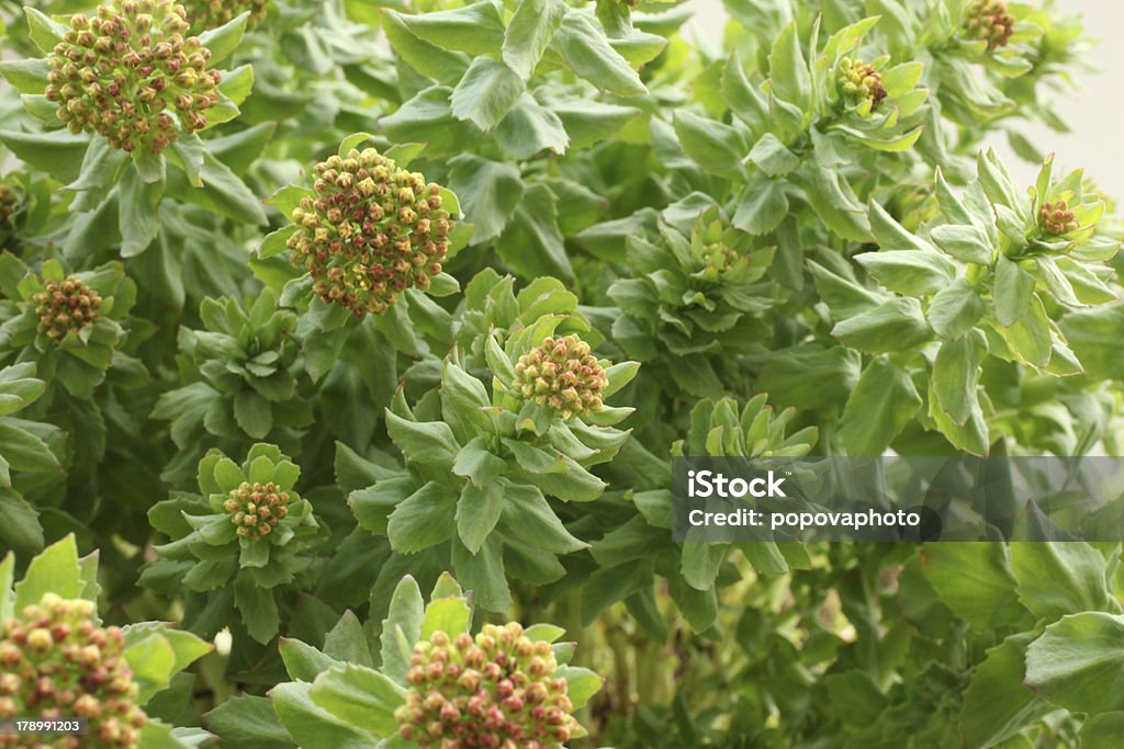 Rhodiola rosea - Lizenzfrei Rosenwurz Stock-Foto