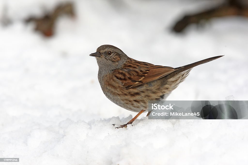 Dunnock or hedge sparrow, Prunella modularis Dunnock or hedge sparrow, Prunella modularis, single bird in snow, Staffordshire, January 2010 Animal Wildlife Stock Photo