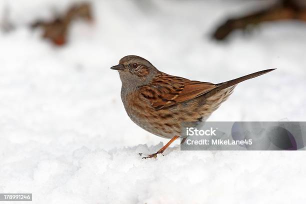 Dunnock Or Hedge Sparrow Prunella Modularis Stock Photo - Download Image Now - Animal Wildlife, Bird, Dunnock