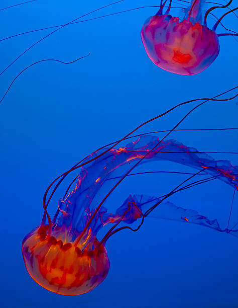 istock jelly fish in the blue ocean 178991377