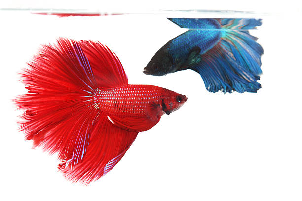 istock Two betta fishes, siamese fighting fish isolated on white backgr 178991462