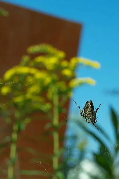 Photo of Spider with colored background