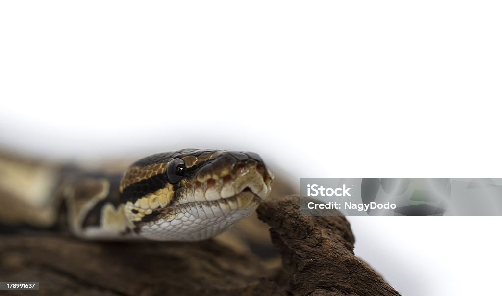 Sfera pitone primo piano (Python Regius) - Foto stock royalty-free di Animale