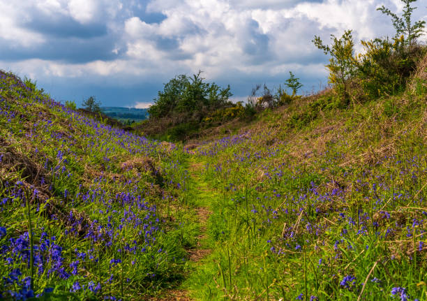 istock Bluebells by the path on Old Oswestry hill fort in Shropshire 1789917125