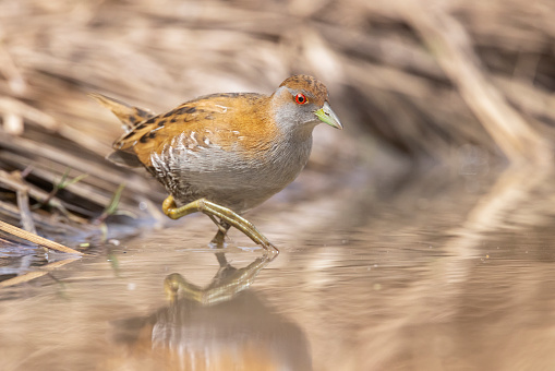 Taxon name: Torresian Baillon's Crake
Taxon scientific name: Zapornia pusilla palustris
Location: Sydney, NSW, Australia