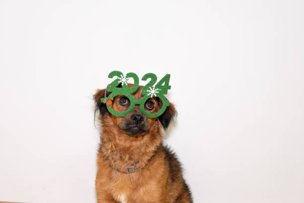 dog with glasses new year 2024. Happy new year. greeting card with space for writing. dog with green new year 2024 glasses posing for portrait. For congratulation on personal social networks. funny photo in disguise. january in spanish stock pictures, royalty-free photos & images