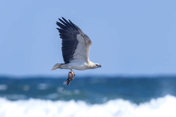Taxon name: White-bellied Sea-Eagle\nTaxon scientific name: Haliaeetus leucogaster\nLocation: Sydney, NSW, Australia