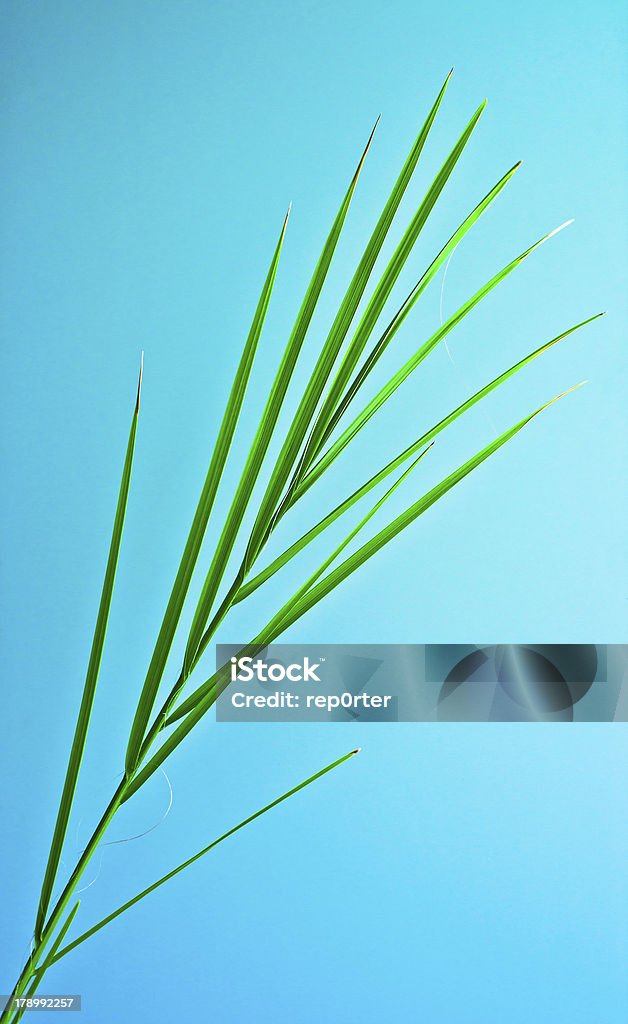 palm Fronde - Foto de stock de Azul royalty-free