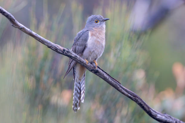 Taxon name: Australian Fan-tailed Cuckoo\nTaxon scientific name: Cacomantis flabelliformis flabelliformis\nLocation: Jervis Bay, New South Wales, Australia