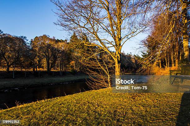 Baum In Warmen Abend Leichte Schottland Stockfoto und mehr Bilder von Fließendes Gewässer - Fließendes Gewässer, Fluss, Fluss Dee