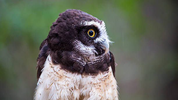 Spectacled Owl A spectacled owl gives a hard stare at the Carolina Raptor Center. North Carolina spectacled owls (pulsatrix perspicillata) stock pictures, royalty-free photos & images