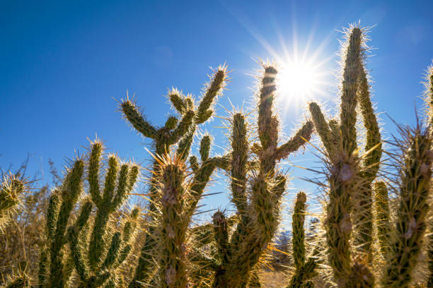 палм-спрингс: индийские каньоны - desert flower california cactus стоковые фото и изображения