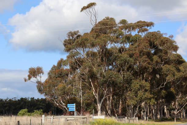 istock rural australian scene with eucalyptus trees on country road 1789924433