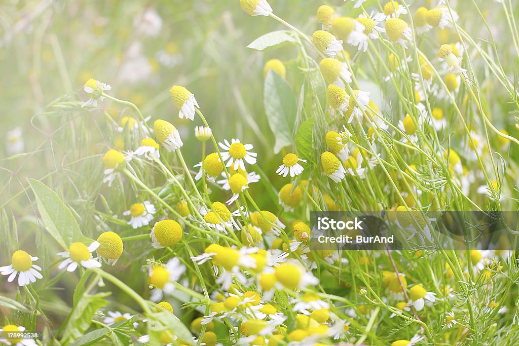 daisywheel sul campo - Foto stock royalty-free di Ambientazione esterna