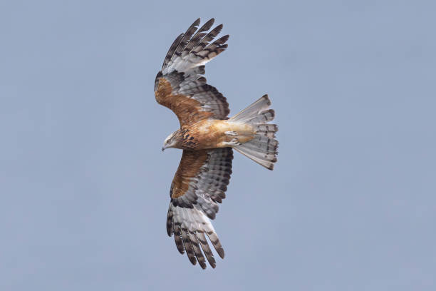 istock Square-tailed Kite, Jervis Bay, New South Wales, Australia 1789925493